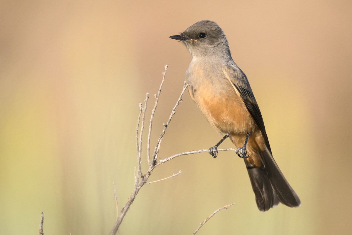 Say's Phoebe - ML168344171