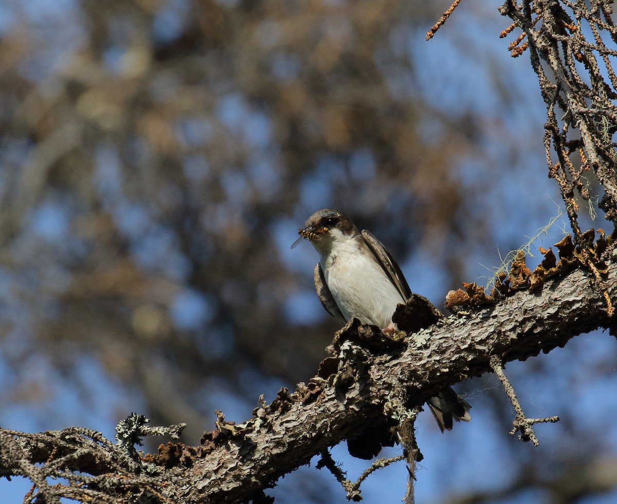 Hirondelle bicolore - ML168345471