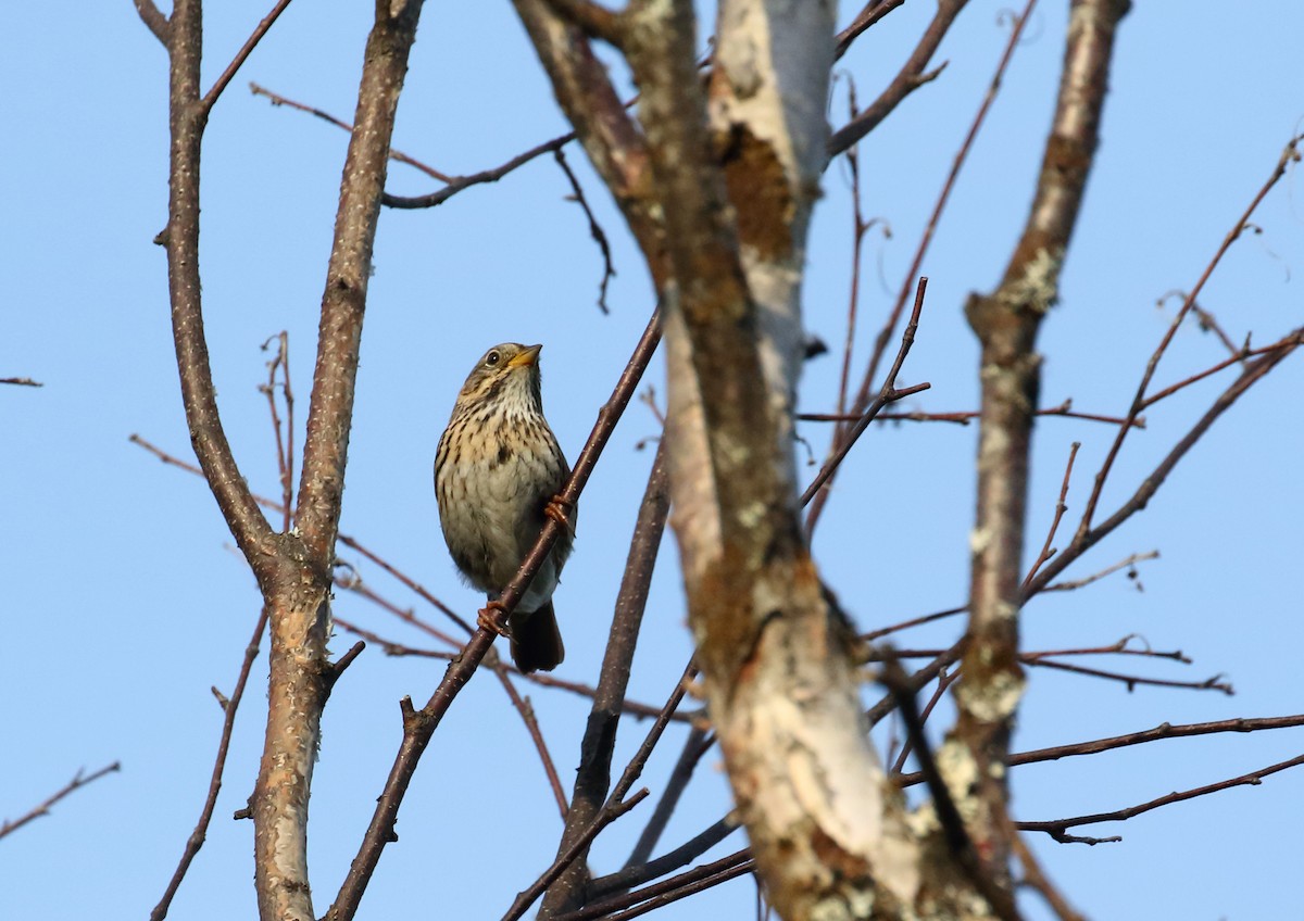 Lincoln's Sparrow - ML168345761