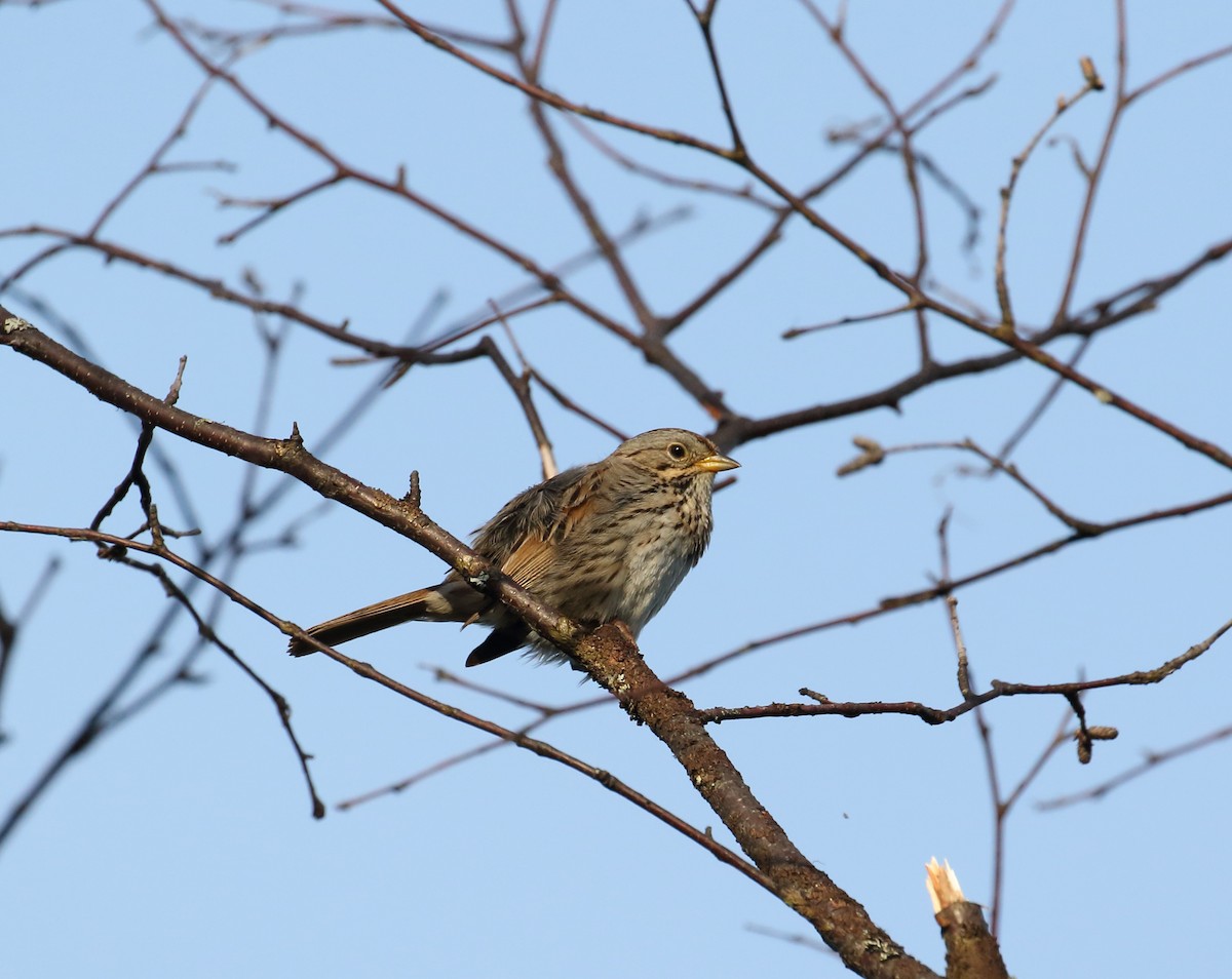 Lincoln's Sparrow - ML168345771