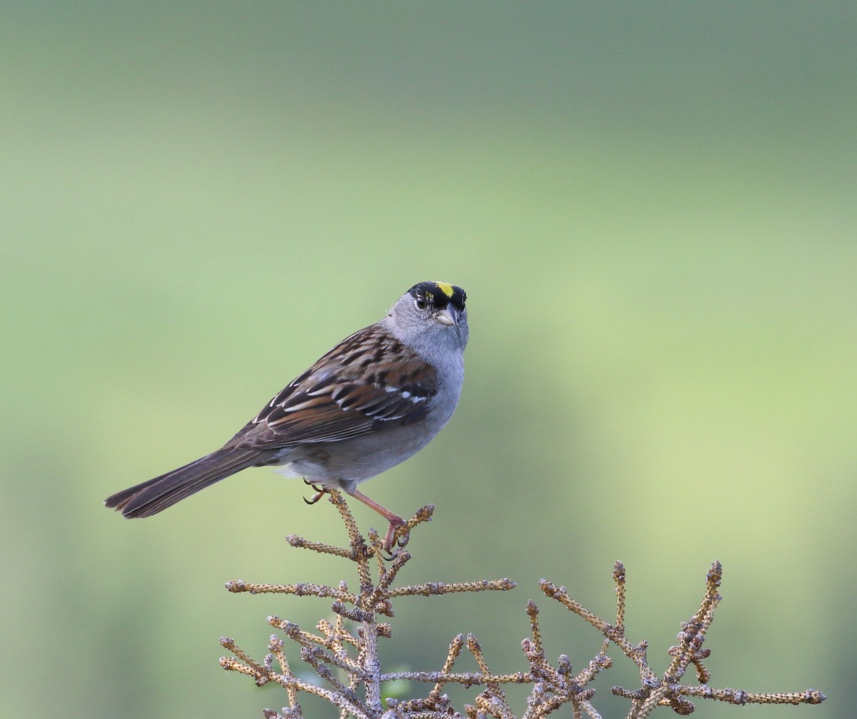 Golden-crowned Sparrow - ML168346171