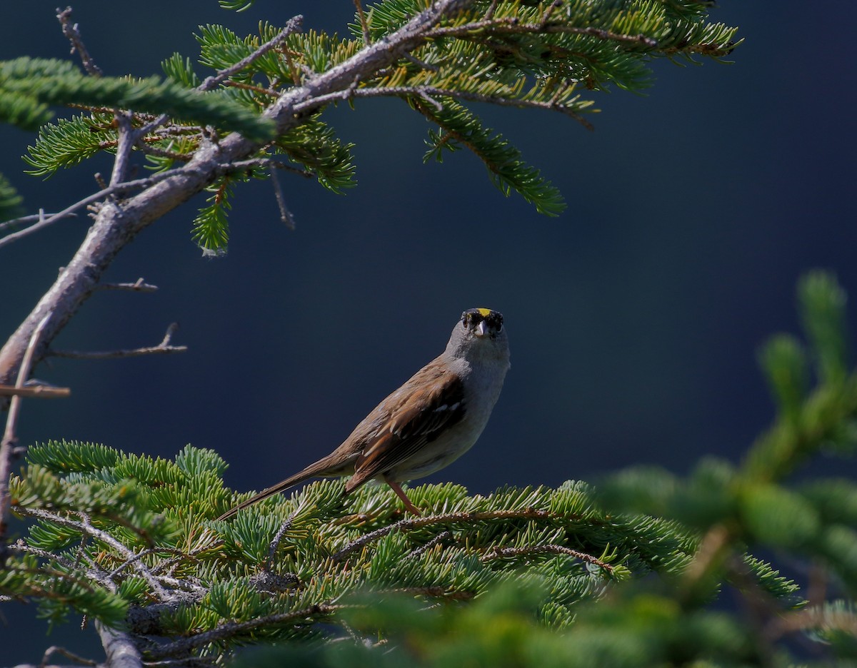 Golden-crowned Sparrow - ML168346181