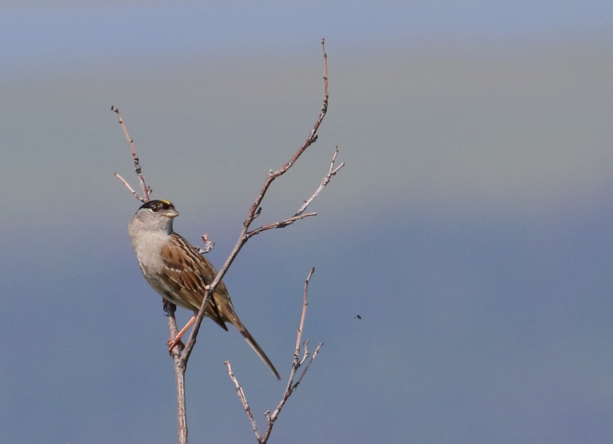 Golden-crowned Sparrow - Stefan Woltmann