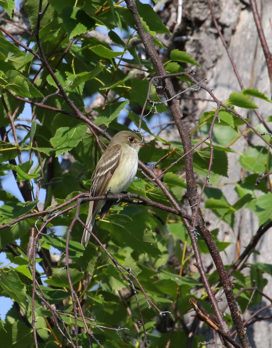 Alder Flycatcher - ML168346701