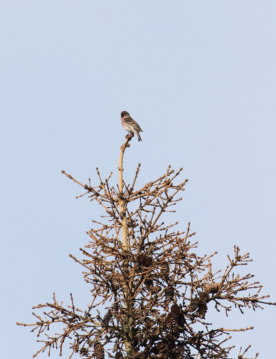 Common Redpoll - ML168346841