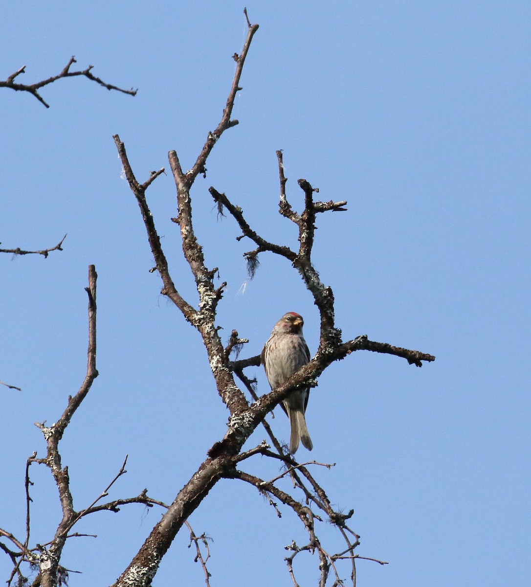 Common Redpoll - ML168346851