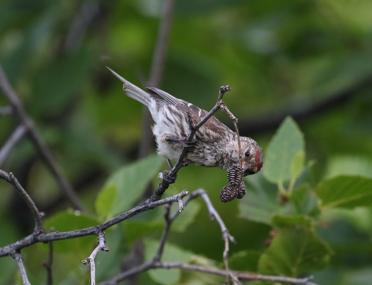 Common Redpoll - ML168346861