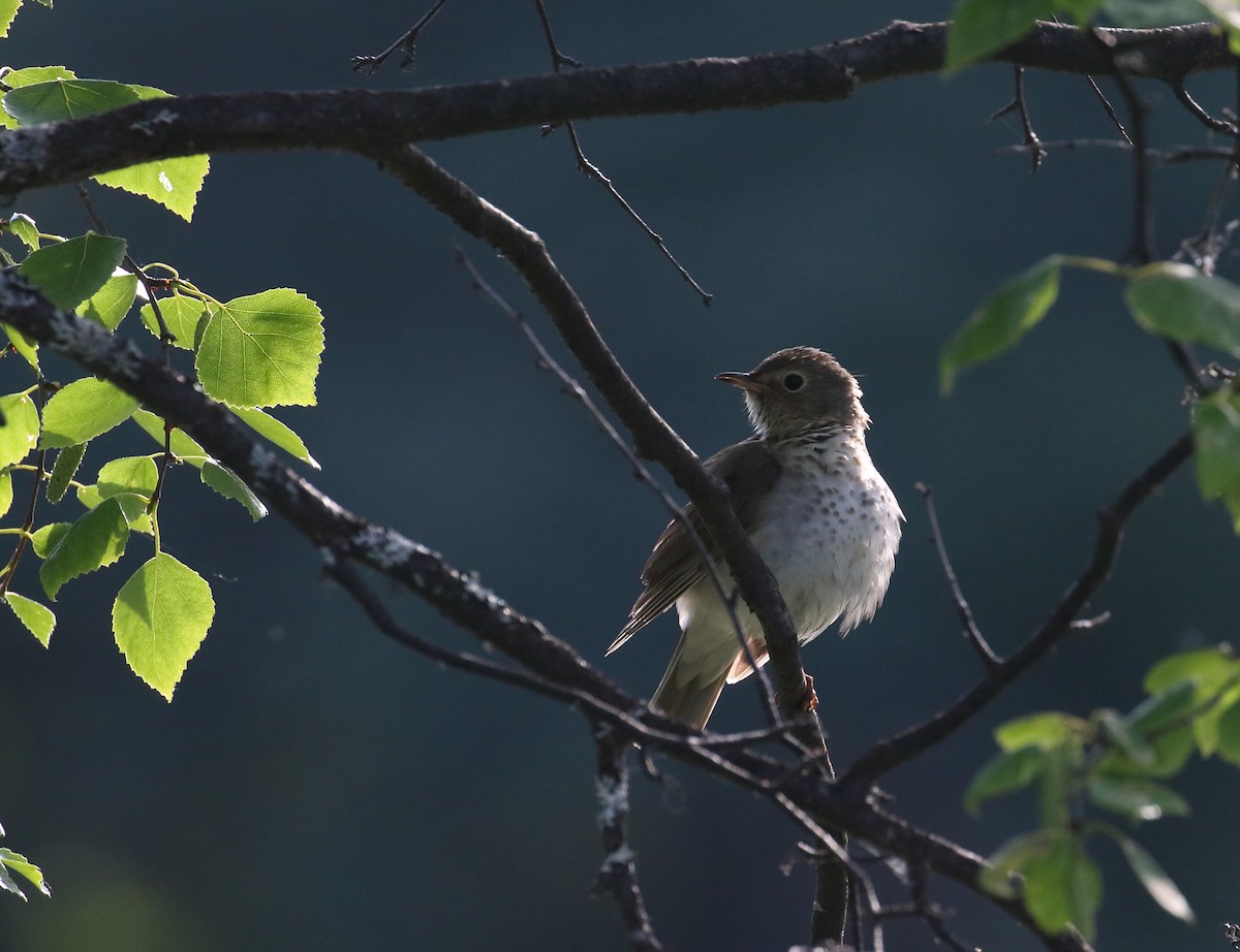 Swainson's Thrush - ML168346931