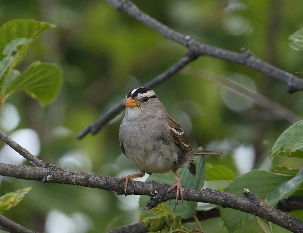 White-crowned Sparrow (Gambel's) - ML168347061
