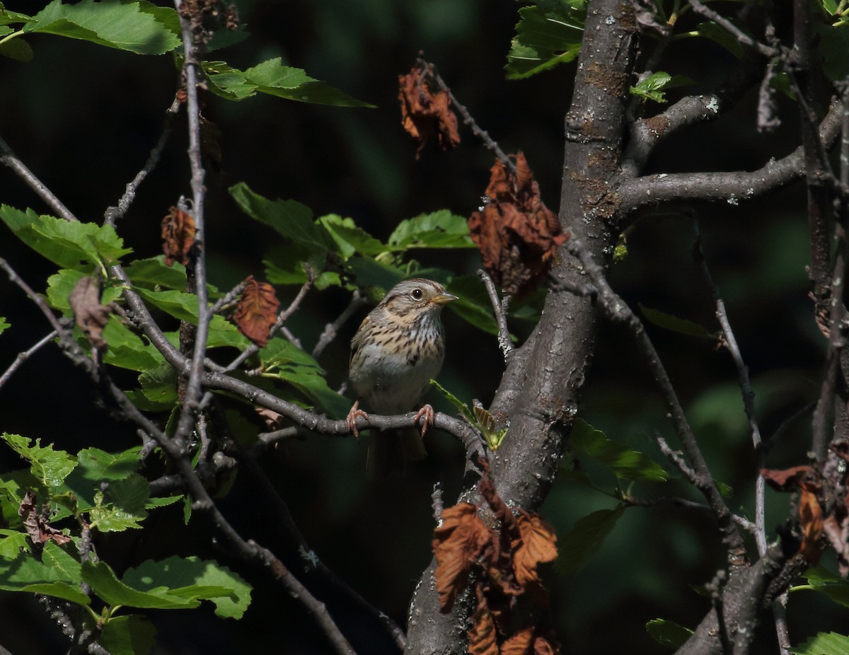 Lincoln's Sparrow - ML168347161