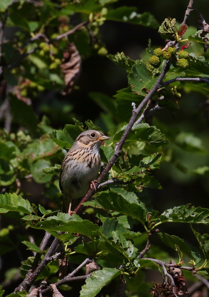 Lincoln's Sparrow - ML168347171