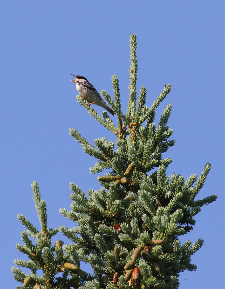 Streifenwaldsänger - ML168347251