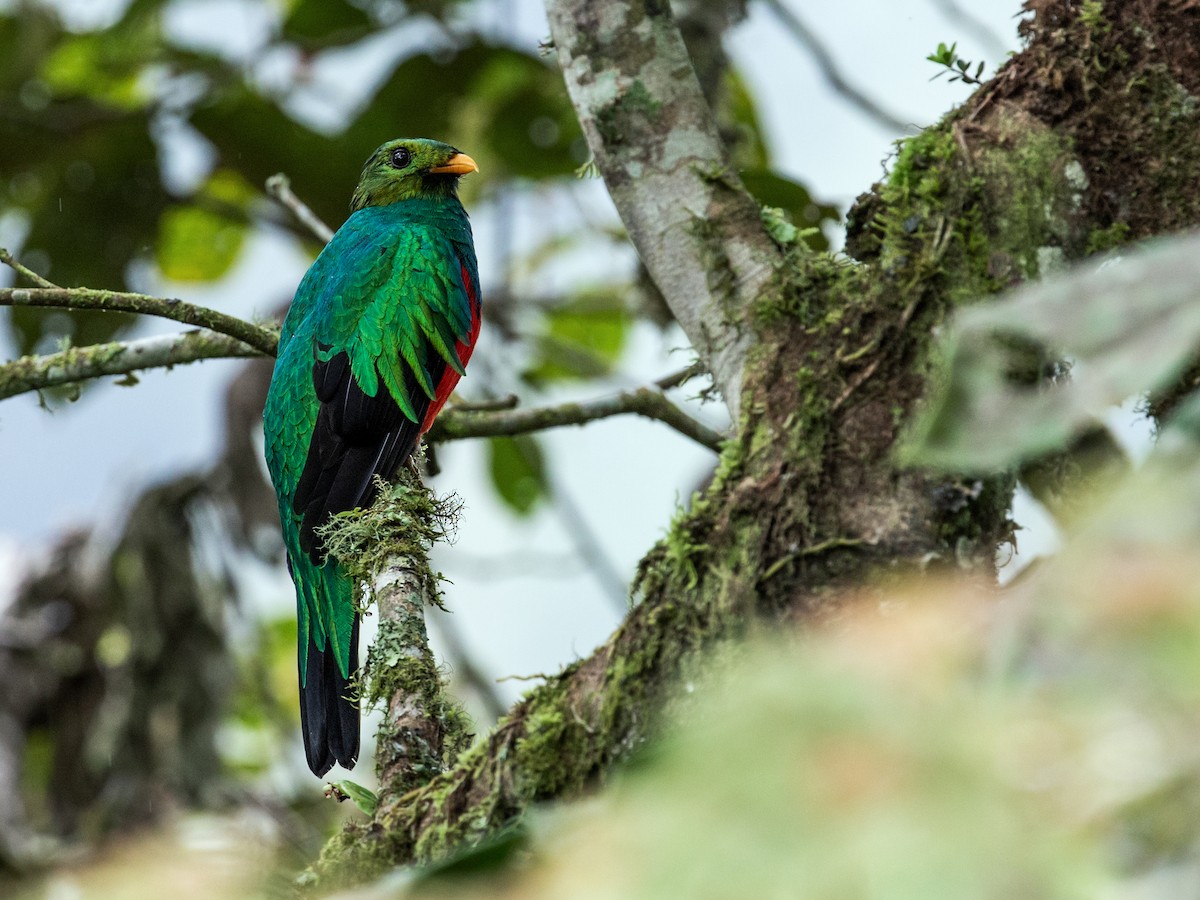 Golden-headed Quetzal - ML168348411