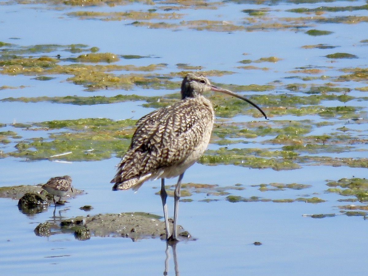 Long-billed Curlew - ML168349911