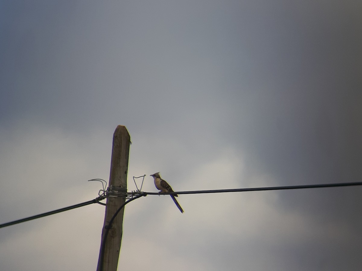 Great Spotted Cuckoo - ML168351381