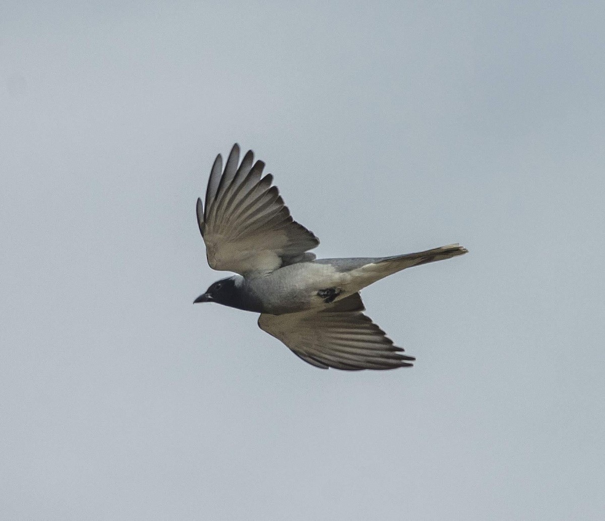 Black-faced Cuckooshrike - ML168352141