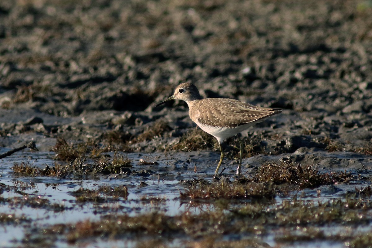 Solitary Sandpiper - ML168353511