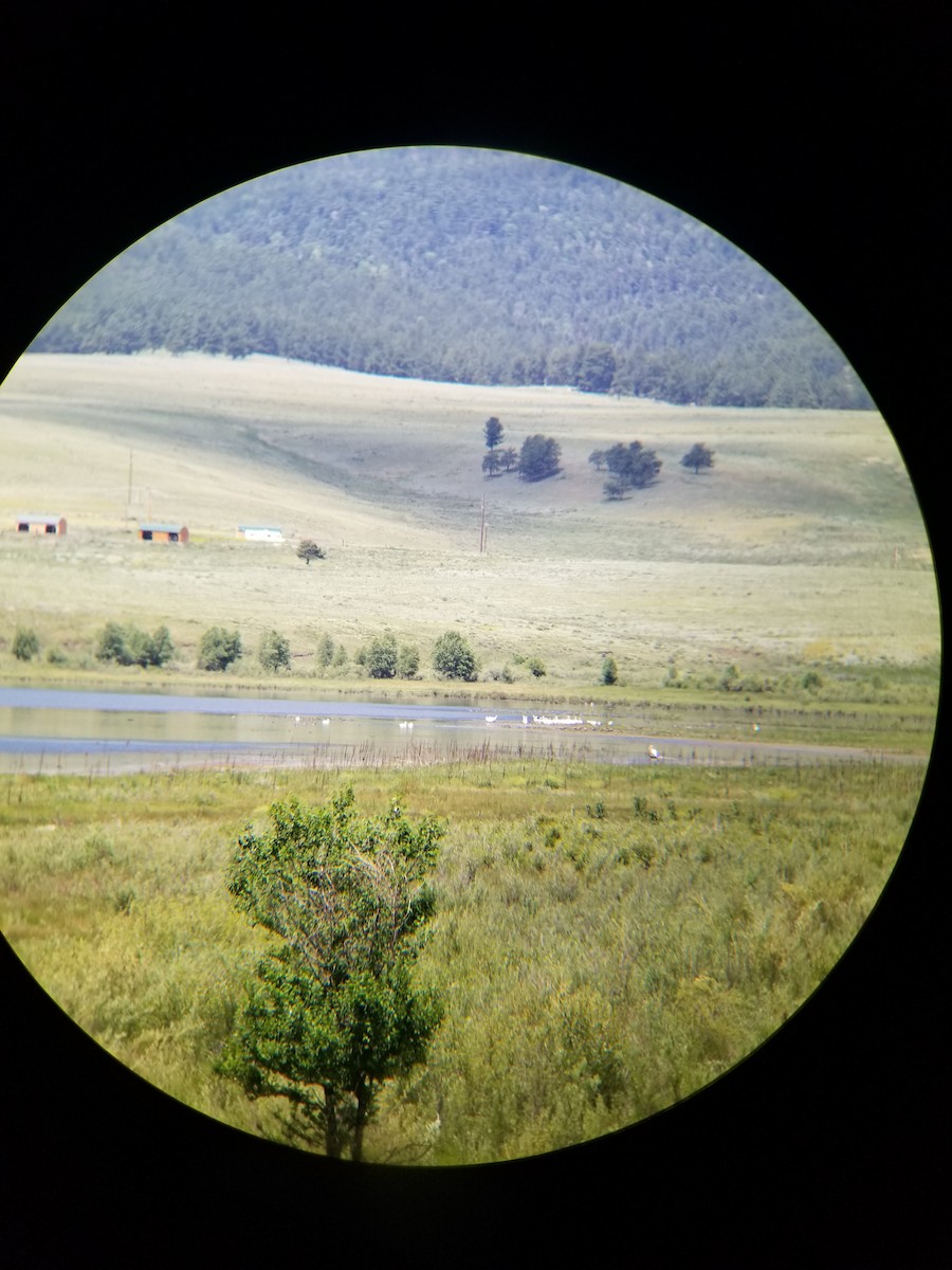 American White Pelican - ML168353781