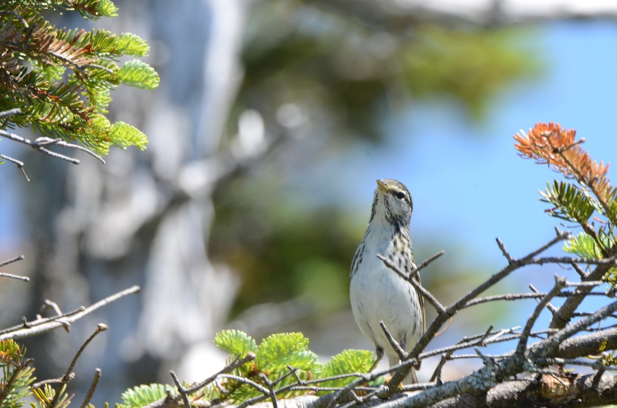 Blackpoll Warbler - Richard Garrigus