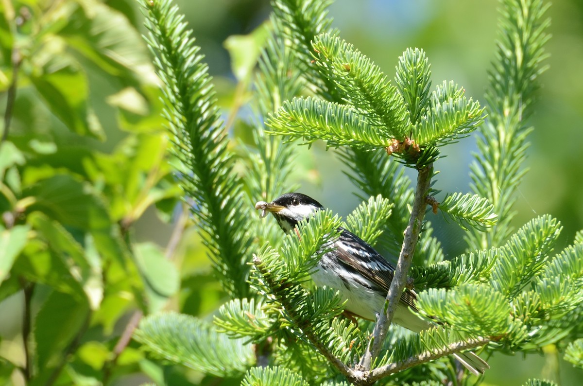 Blackpoll Warbler - Richard Garrigus