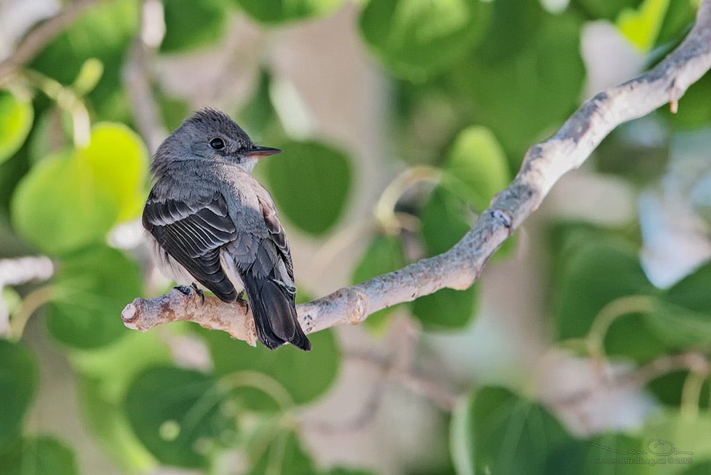 Western Wood-Pewee - ML168355511