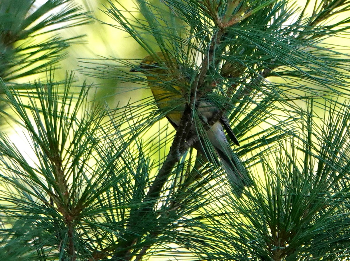 Pine Warbler - ML168355581
