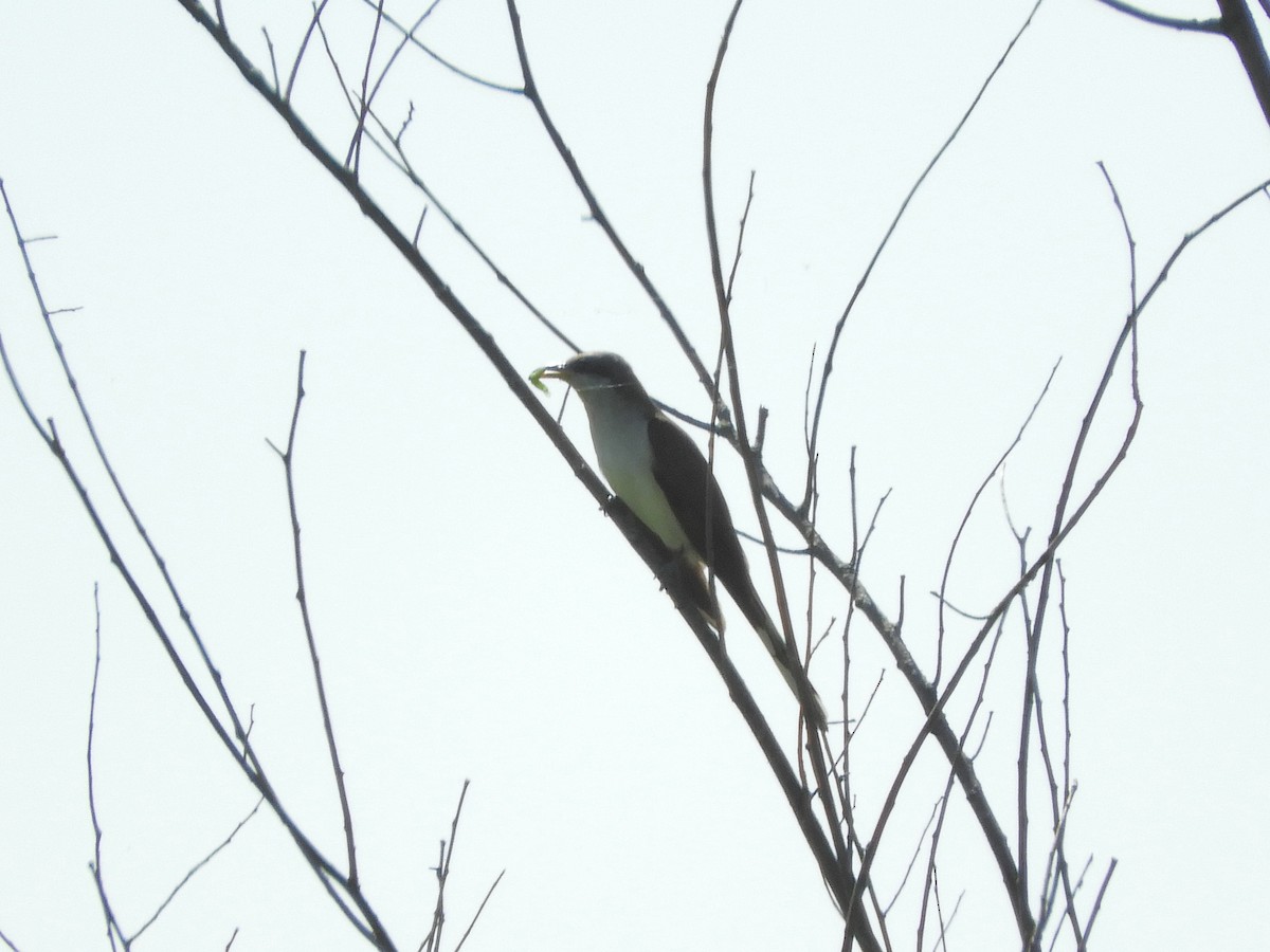 Yellow-billed Cuckoo - ML168355761