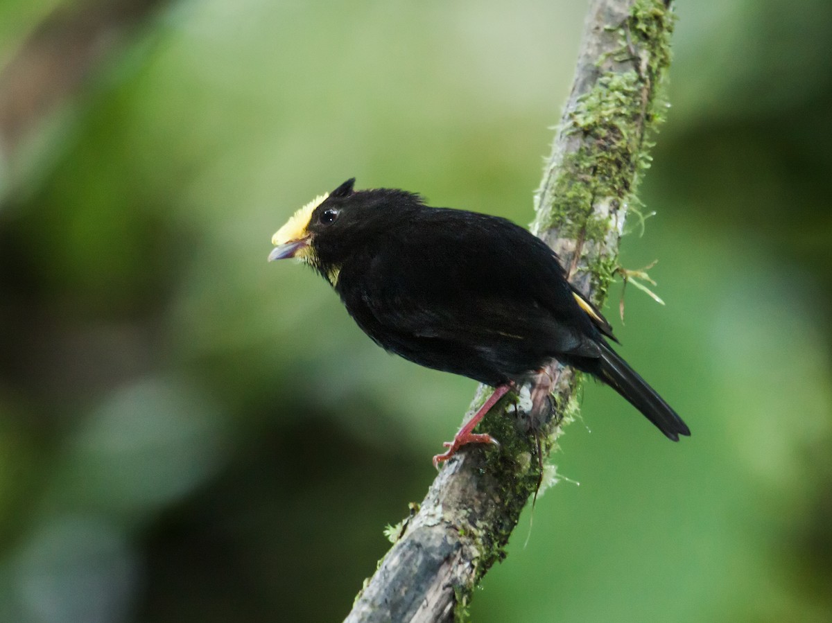 Golden-winged Manakin - Nick Athanas