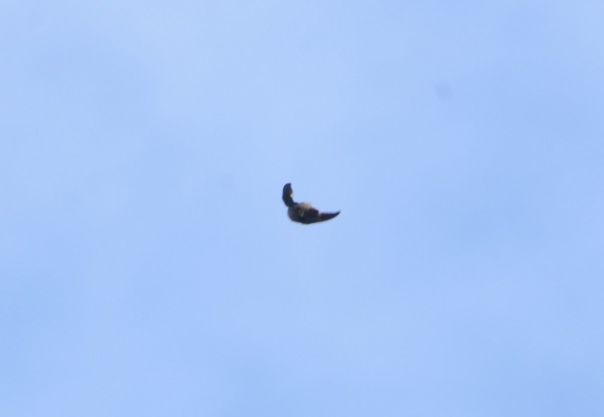 Chimney Swift - ML168357851