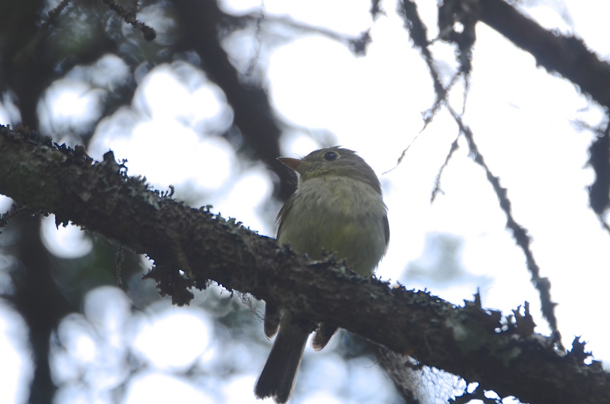 Yellow-bellied Flycatcher - ML168358371