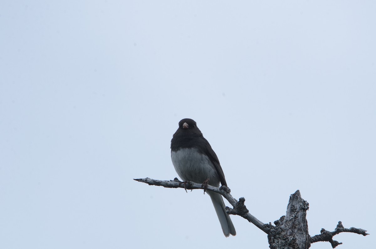 Dark-eyed Junco - ML168358491