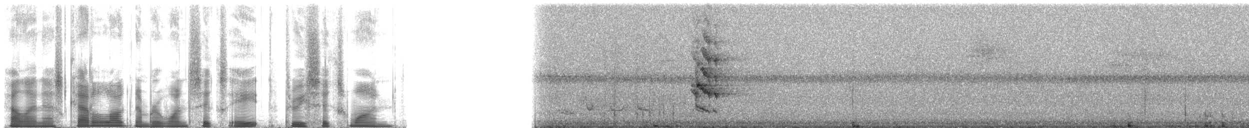 Pracht-Kragenparadiesvogel - ML168361