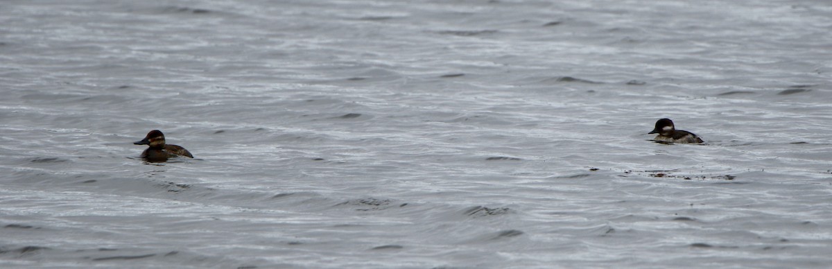 Bufflehead - ML168363351