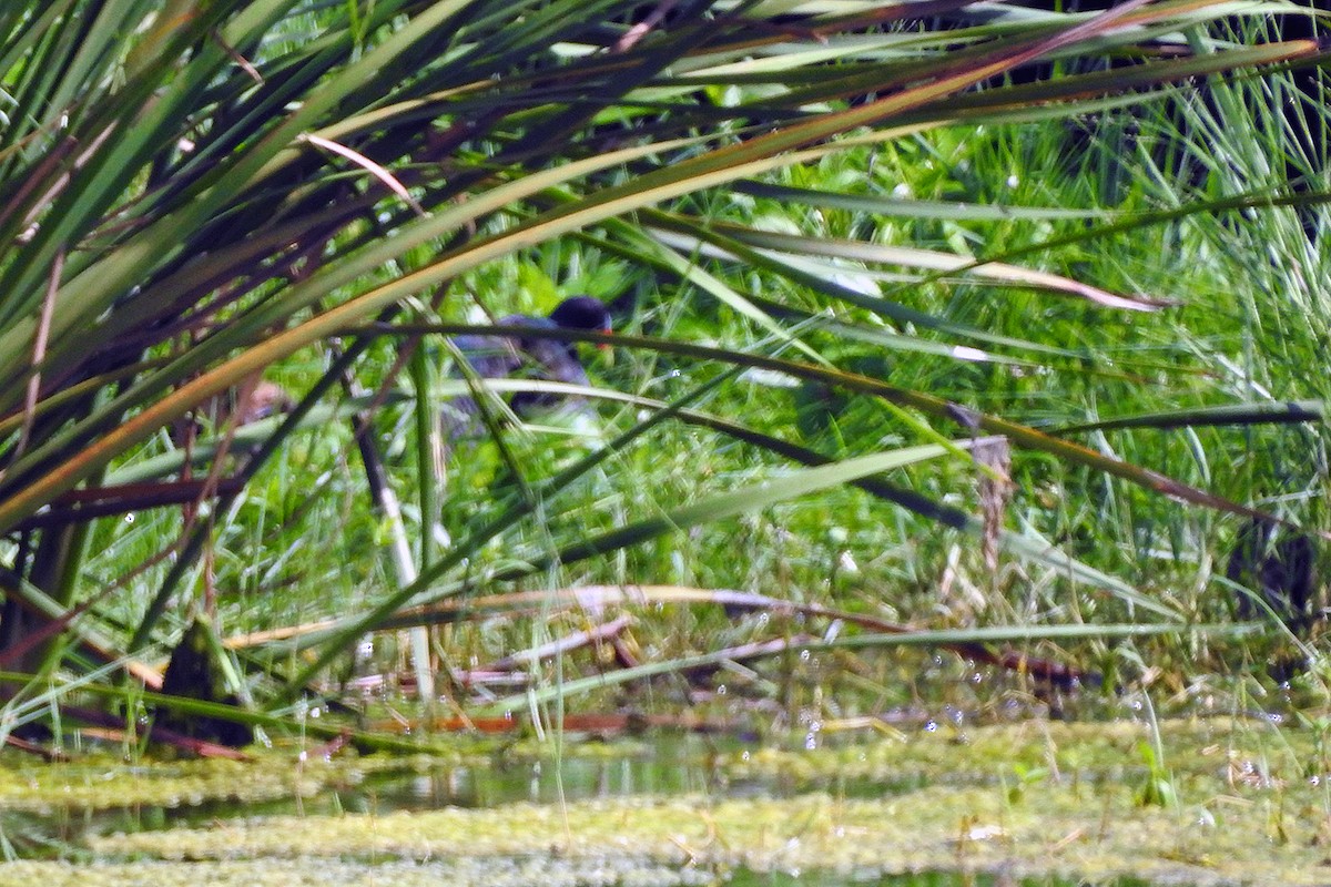 Purple Gallinule - ML168364081