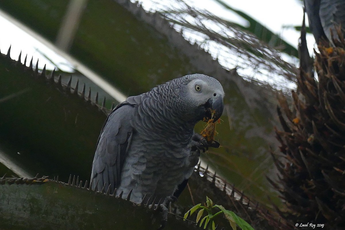 Gray Parrot (Gray) - ML168364441