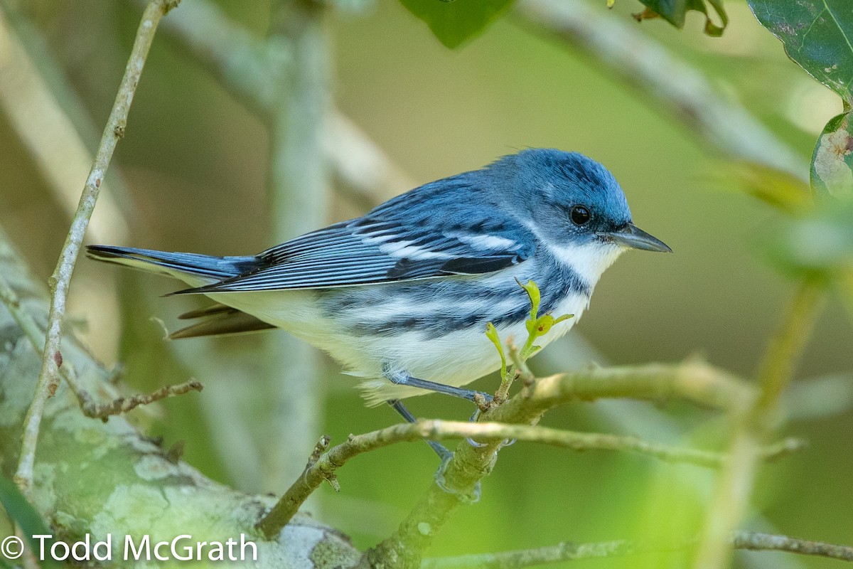 Cerulean Warbler - Todd McGrath