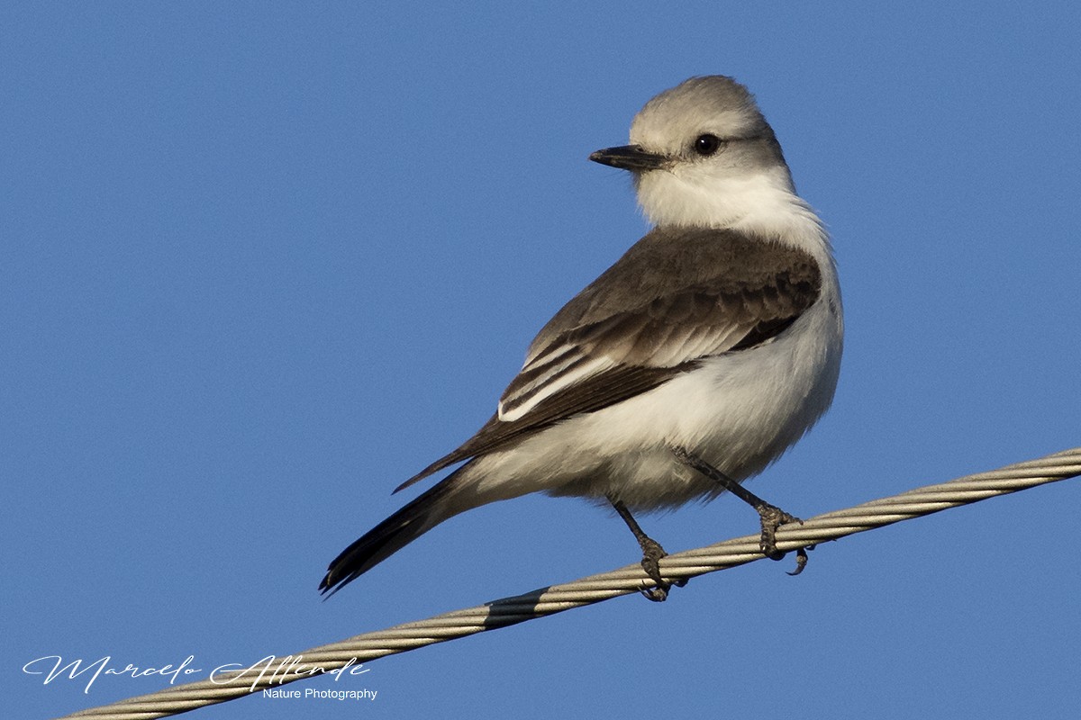 White-rumped Monjita - Marcelo Allende