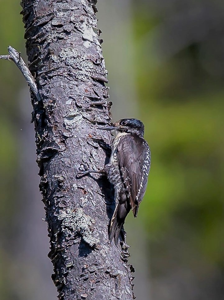 American Three-toed Woodpecker - Rob Speirs