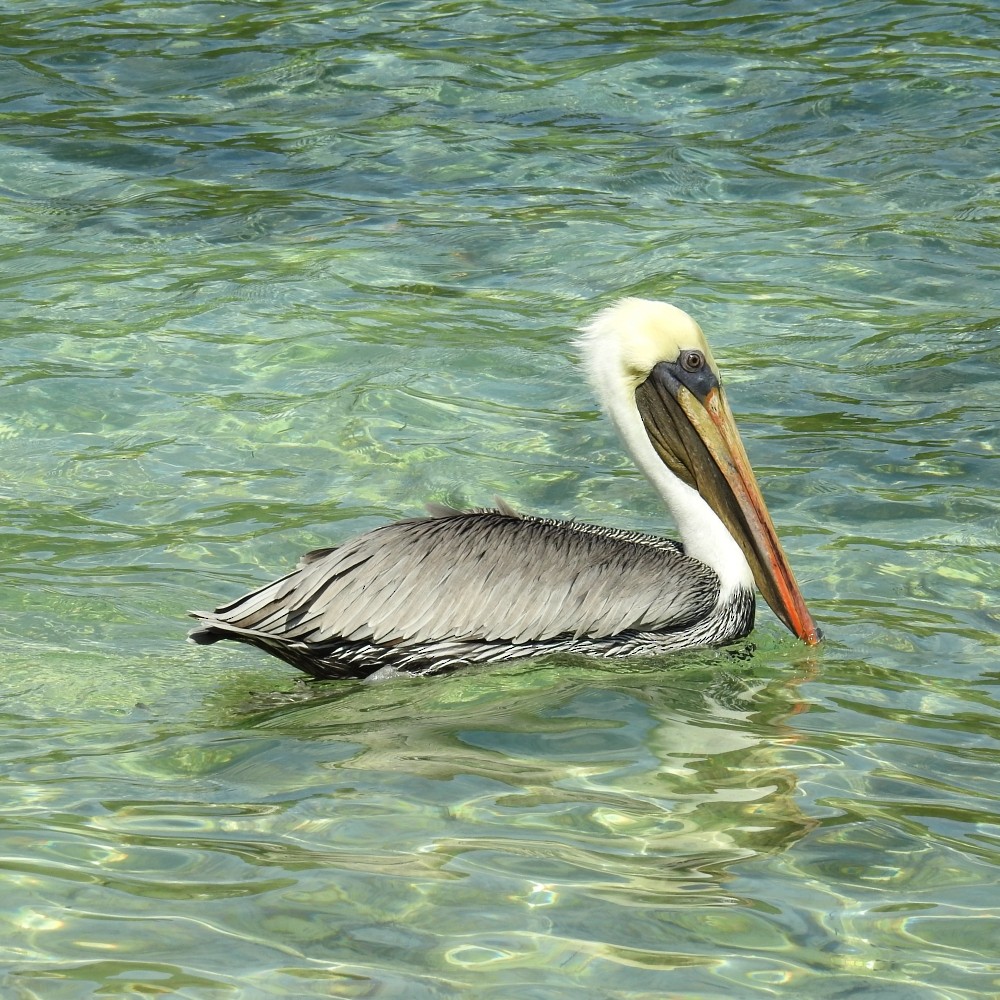 Brown Pelican - ML168367961