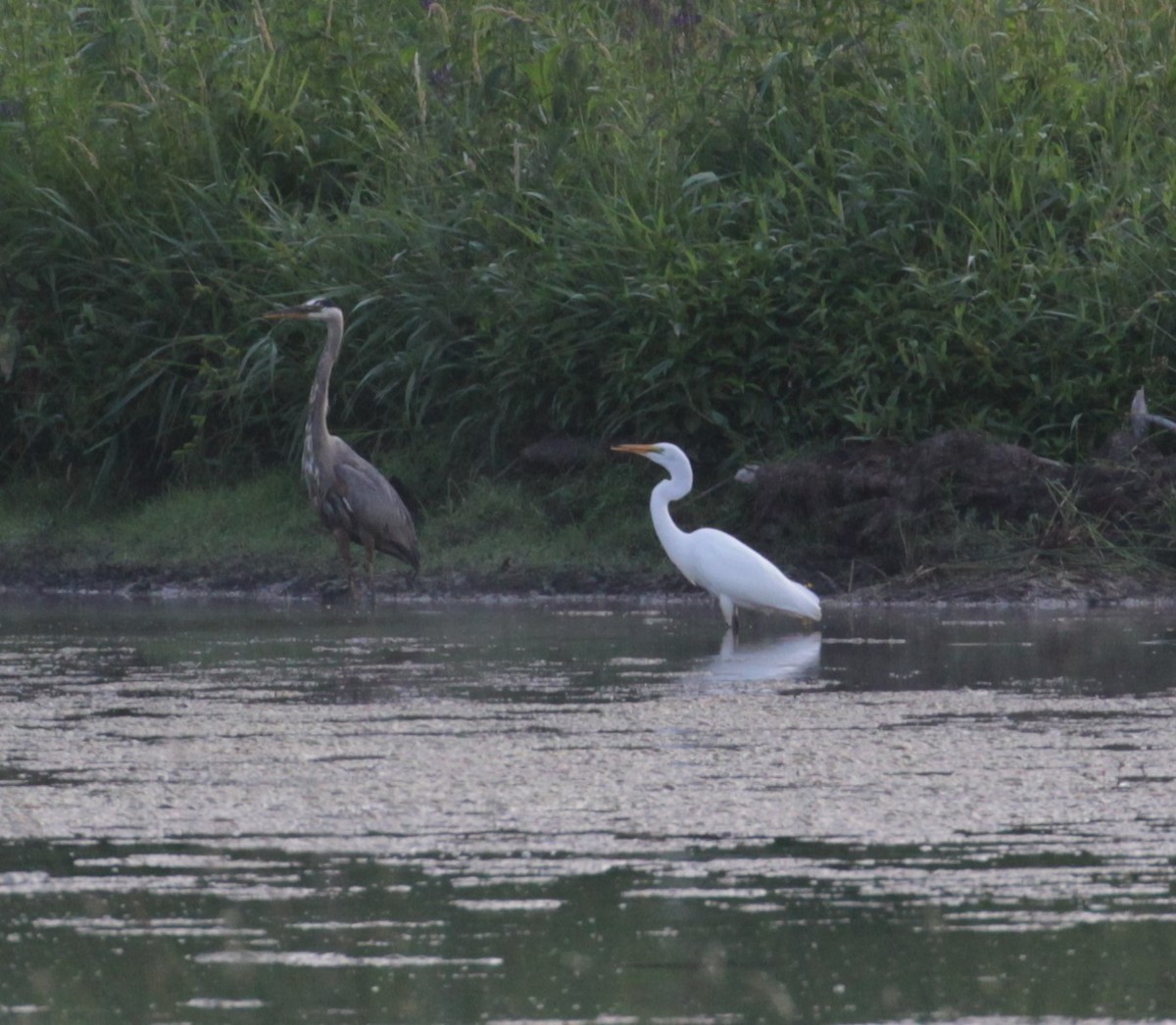 Great Egret - ML168369061