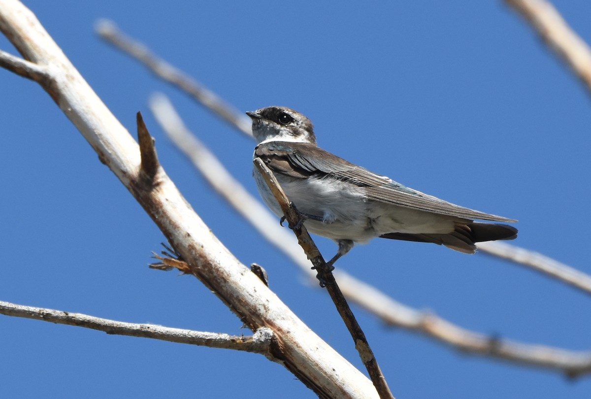 Violet-green Swallow - ML168370391