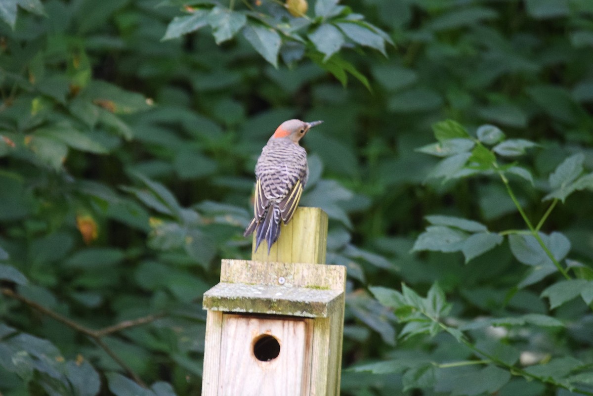 Northern Flicker - ML168370471