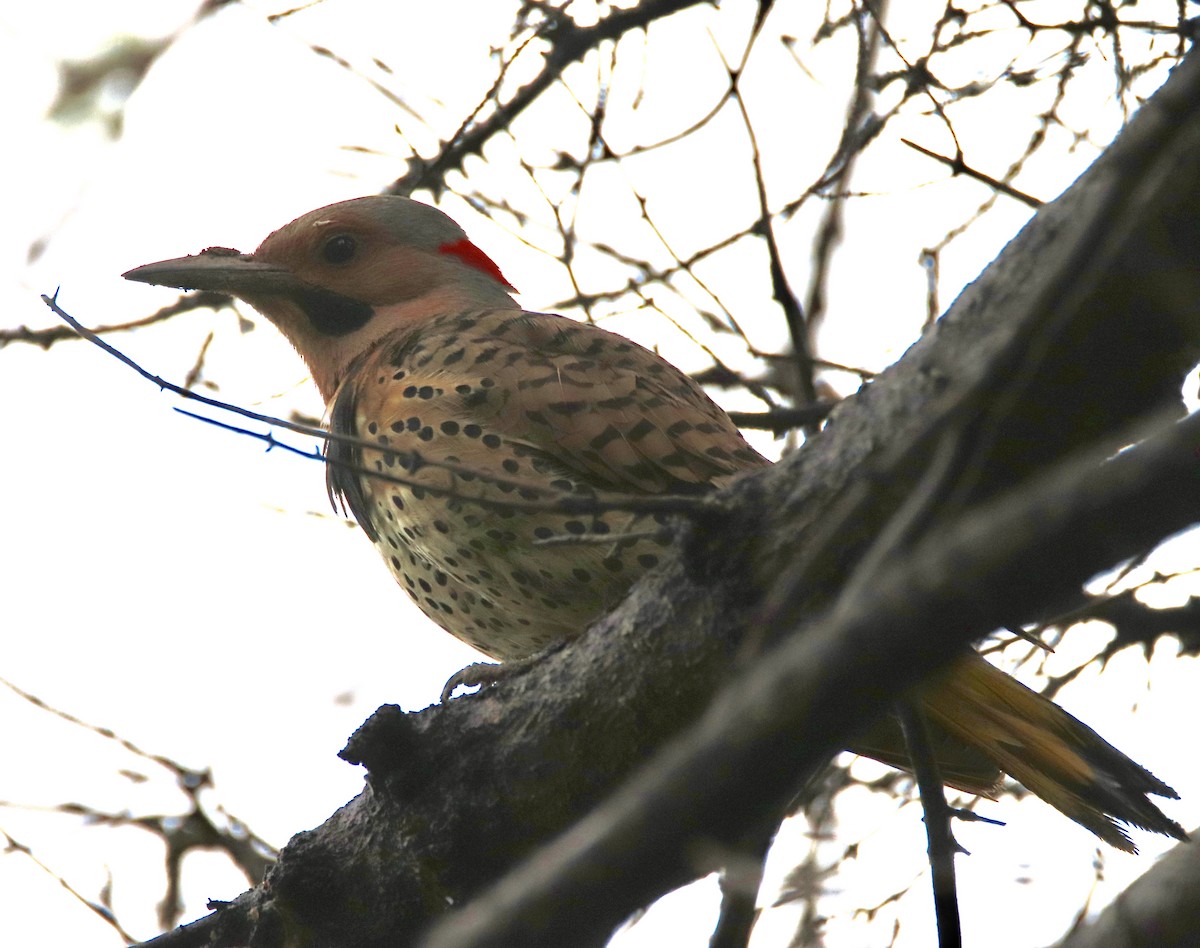 Northern Flicker - ML168372541