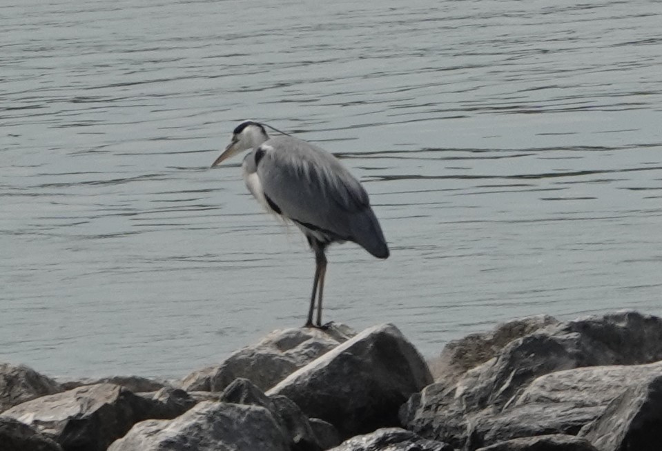 Graureiher - ML168374081