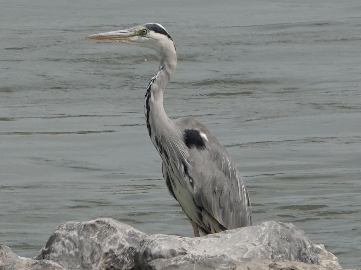 Graureiher - ML168374101