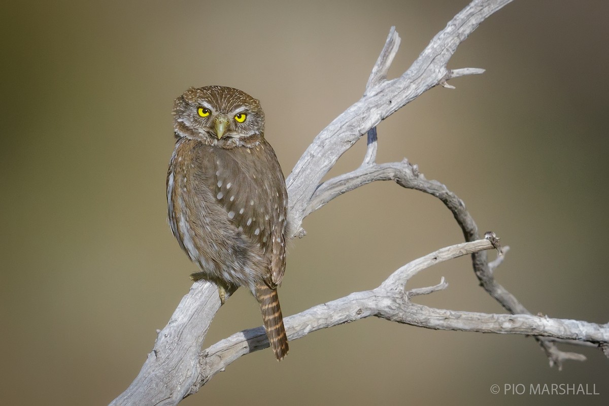 Austral Pygmy-Owl - ML168374551