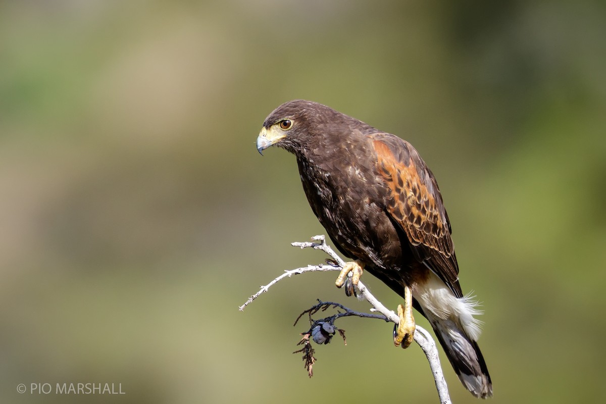 Harris's Hawk - ML168374561