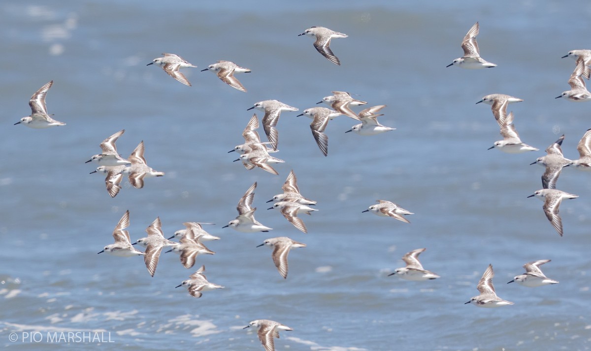 Sanderling - ML168375291