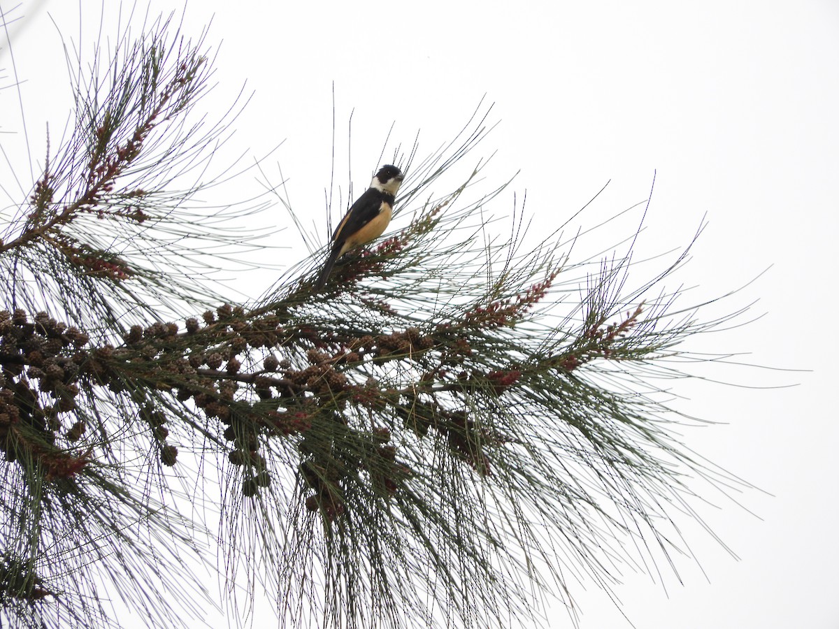 Morelet's/Cinnamon-rumped Seedeater - ML168377151