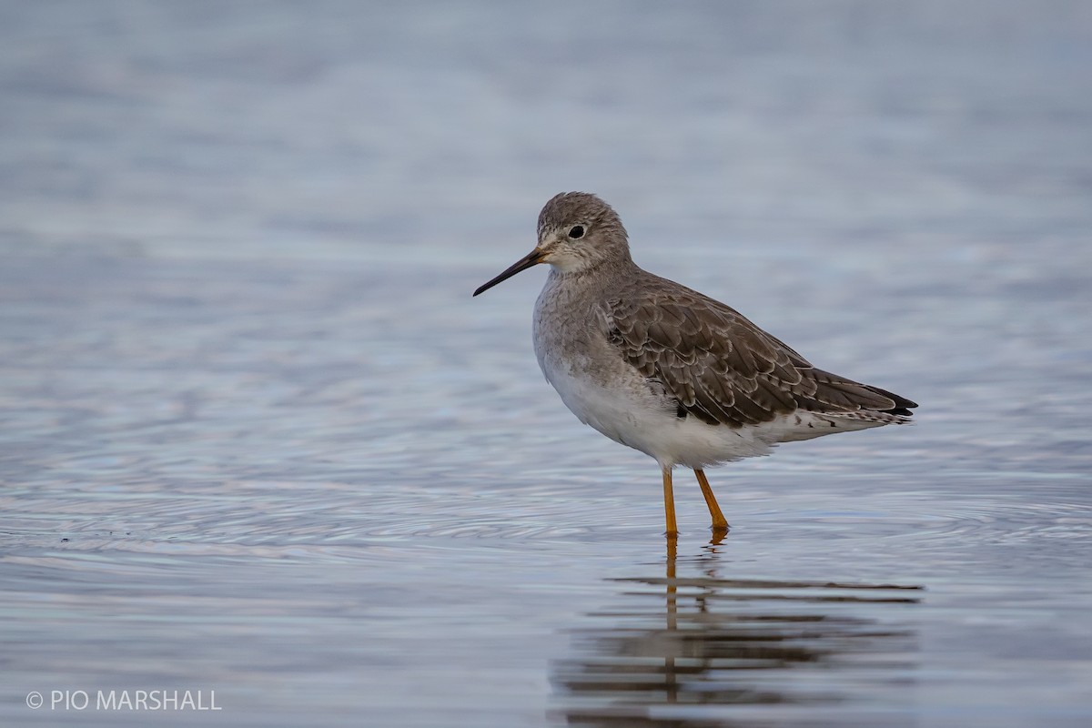 Lesser Yellowlegs - ML168377391